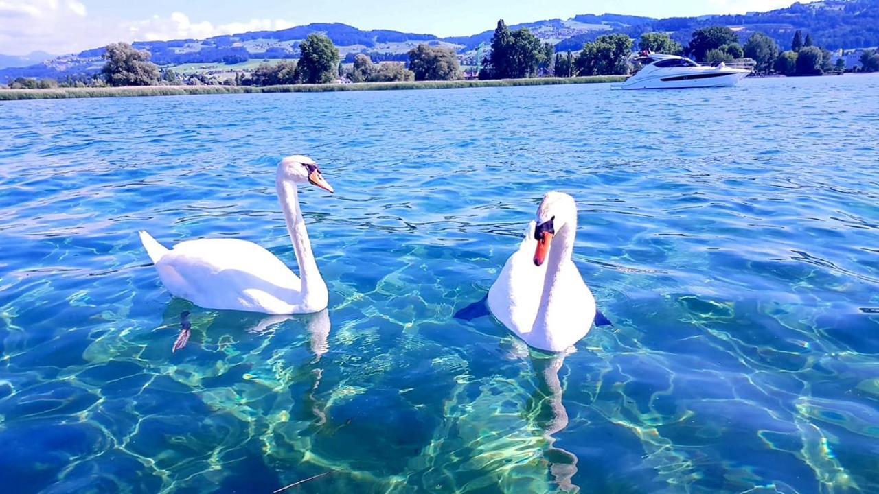 Schoenes Studio In Arbon Am Bodensee Neu Klimatisiert ! Экстерьер фото